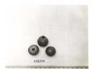Click for 1 image(s) for this accession. FRUIT